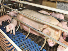 PRRS en cerdas  ElSitioPorcino