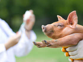 PRRS en cerdos  el sitio porcino