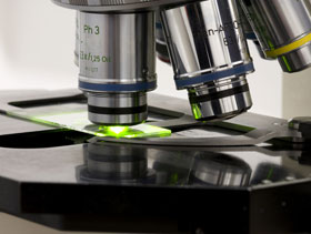 lesions microscopicas     el sitio porcino