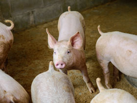 cerditos  el sitio porcino
