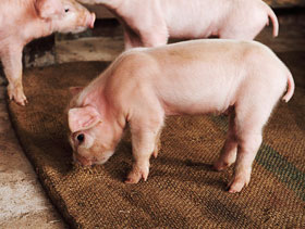 lechones destetados  ElSitrioPorcino