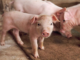 lechones     el sitio avicola