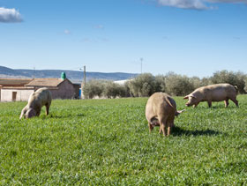 cerdos capa blanca Espana  elsitioporcino