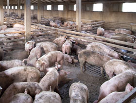 cerdos machos el sitio porcino