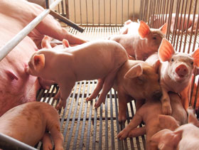 lechones     ElSitioPorcino