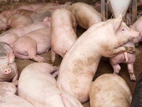 cerdos agresivos   ElSitioPorcino