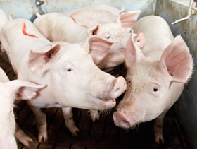 cerdos morder    el sitio porcino