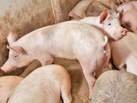 porcinos     El Sitio Porcino