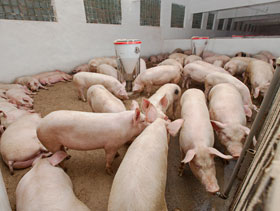 puercos   el sitio porcino