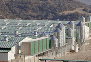 Big Dutchman, el sitio porcino, cerdos