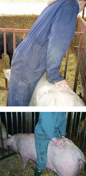 deteccion de estro en cerdos, el sitio porcino, chris wright editor