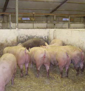 signos de estro en cerdos,  el sitio porcino, chris wright editor prinicipal