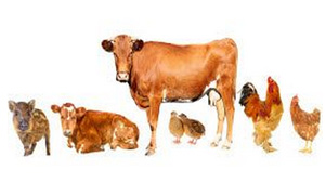 bacteria en cerdo, el sitio porcino, chris wright editor