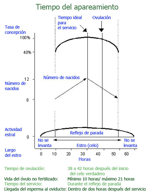 tiempo del apareamiento cerdas, el sitio porcino,chris wright