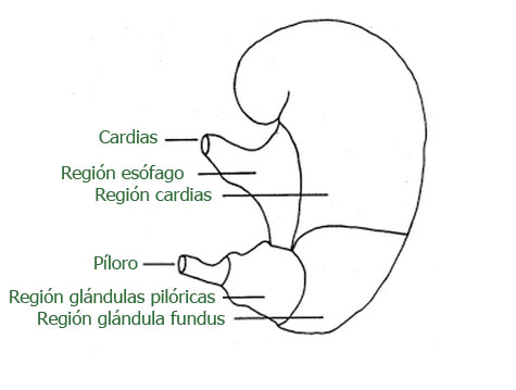 Regiones del estomago en cerdos, el sitio porcino, chris wright,editor
