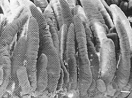 Sistema digestivo del cerdo,el sitio porcino, chris wright, editor