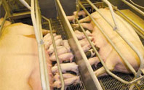 Mastitis,-metritis,-agalactia-,MMA-en-cerdas,-el-sitio-porcino,-chris-wright