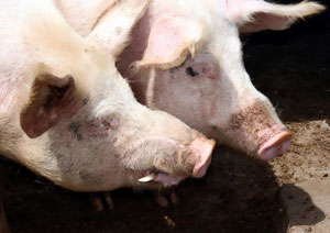 semen de verraco de cerdos, chris wright, el sitio porcino