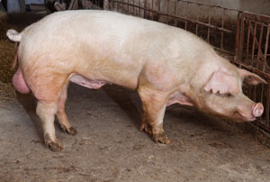 semen de verraco en cerdos,porcinos,el sitio porcino, chris wright