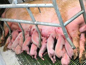 anemia ferropénica en lechones 