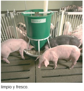 repentino tema plato Comederos para cerdos de Osborne - El Sitio Porcino