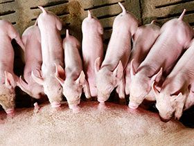 El calor extremo provoca estrés en los cerdos ibéricos y reduce su crecimiento