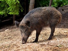 Detectan pseudorrabia en cerdos en EUA y se desencadena una respuesta coordinada